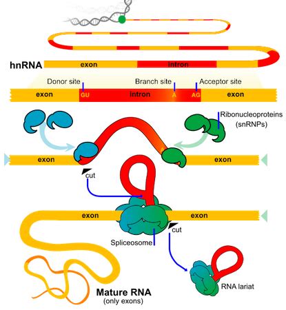 Introns & Exons | RNA Splicing & Processing - Lesson | Study.com