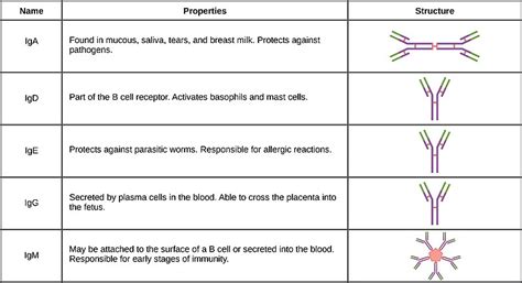 Difference Between Antigen and Antibody | Compare the Difference ...