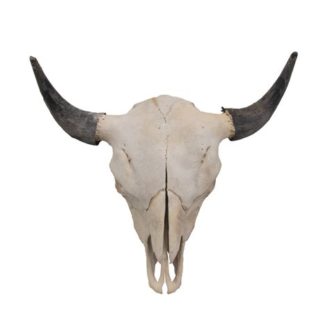 Bison Skull - Taxidermy Mounts for Sale and Taxidermy Trophies for Sale!