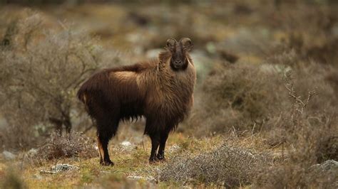 Himalayan Tahr Facts, Habitat, Diet, Life Cycle, Baby, Pictures