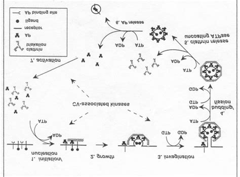 Clathrin self-assembly: Clathrin triskelions are the assembly units of ...