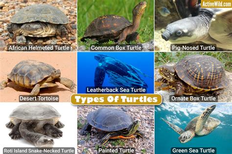 Sorts Of Turtles With Footage, Checklist Of Attention-grabbing Turtle ...