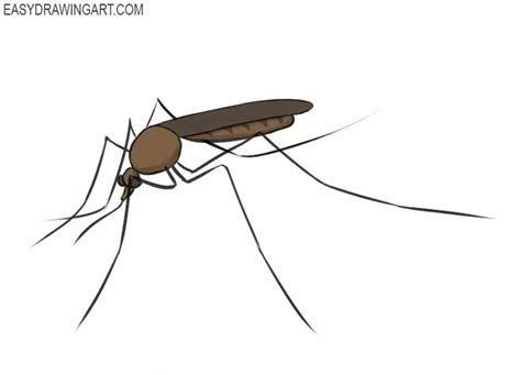 How to Draw a Mosquito - Easy Drawing Art