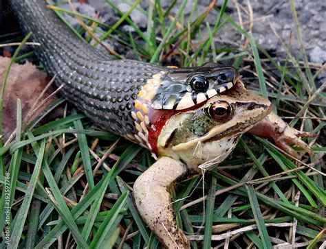 Snake eating frog Stock Photo | Adobe Stock