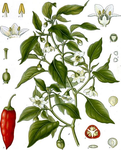 Capsicum annuum - Wikipedia