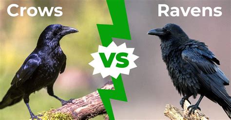 Common Raven Vs American Crow