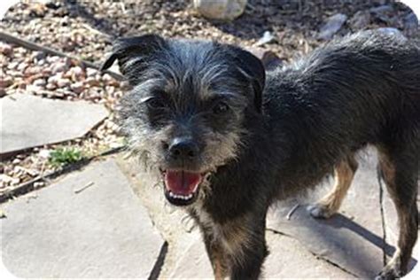 Denver, CO - Affenpinscher/Schnauzer (Miniature) Mix. Meet Tori a Puppy ...