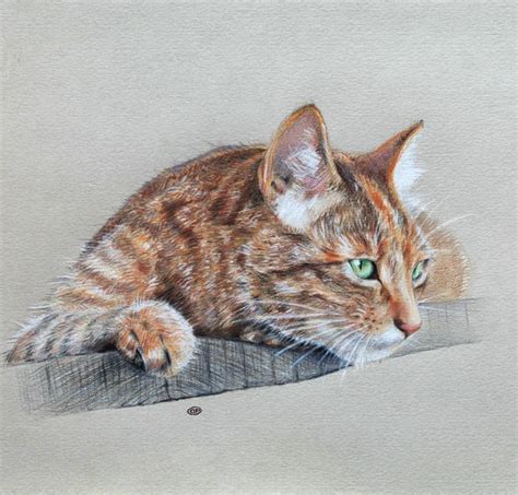 20+ Beautiful Realistic Cat Drawings To inspire you - Fine Art and You