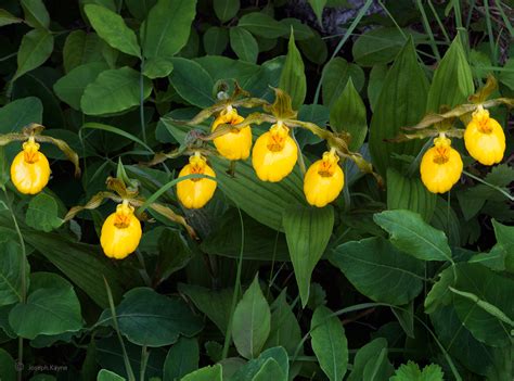 Wild Yellow Lady Slippers | Wisconsin | Joseph Kayne Photography