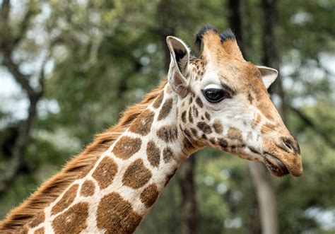 Giraffe Head Pictures | Download Free Images on Unsplash