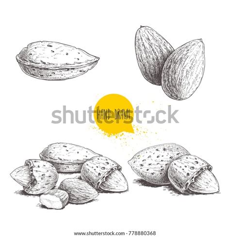 Hand Drawn Sketch Style Almond Set Stock Vector (Royalty Free ...