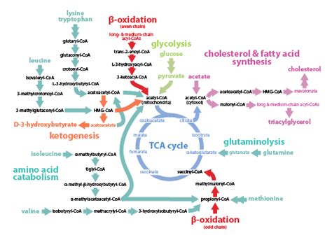 Trefely Research | Babraham Institute