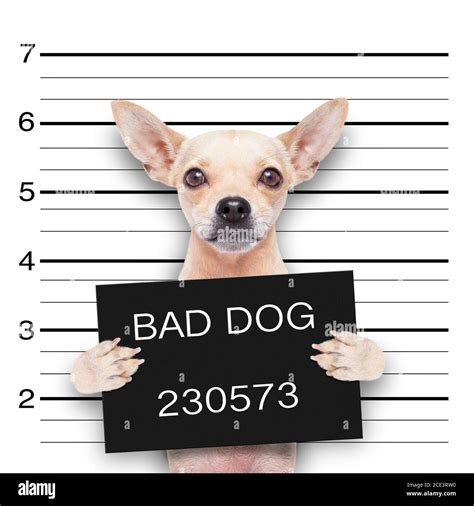 mugshot dog Stock Photo - Alamy