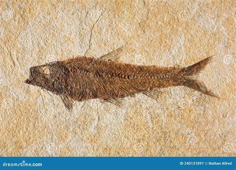 Ancient Fish Fossil Showing Detail Stock Image - Image of geology ...