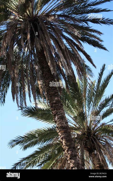 Palm trees in South Beach, Miami Stock Photo - Alamy