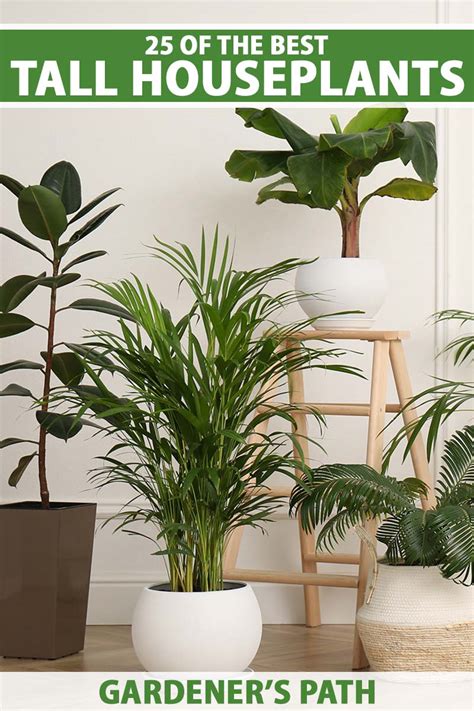 15 Best Tall Indoor Plants 2023 — Tall Plants For Home, 59% OFF