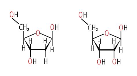 DNA vs. RNA – 5 Key Differences and Comparison | Technology Networks