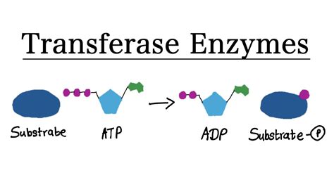 What are Transferase enzymes? | MCAT Biochemistry - YouTube