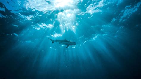 7 unanswered questions about sharks | Live Science