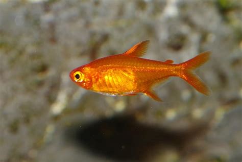 Ember Tetra Species Info and General Care Guide