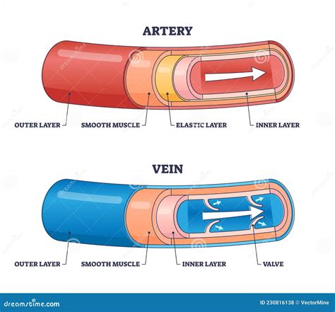 Artery Vs Vein Structure Compared With Anatomical Differences Outline ...