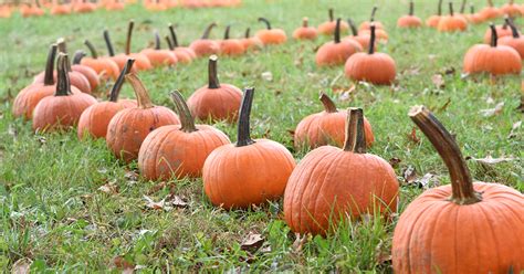 Pumpkin Patch - Queens Botanical Garden