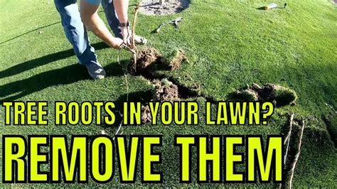 Cutting Tree Roots In Lawn - Aumondeduvin.com