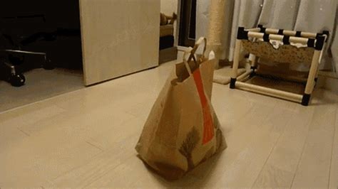 Pop Goes The Cat GIF - Cute Paperbag Surprise - Discover & Share GIFs