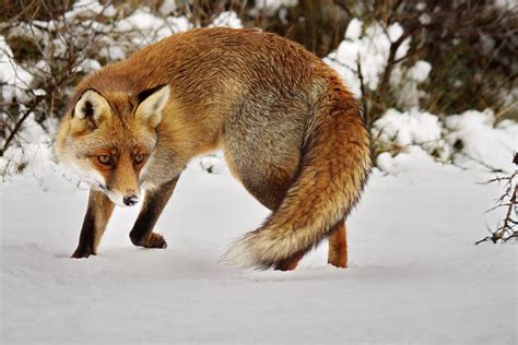 Vos,Fox (Vulpes vulpes) | Bernard Stam | Flickr