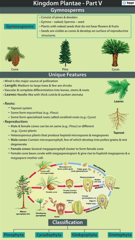 Pinophyta Life Cycle