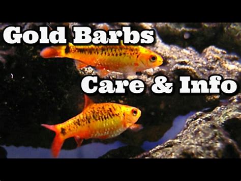 Gold Barb Care and Information Golden Barbs - YouTube