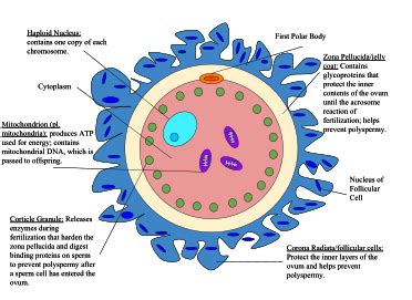 Structure of sperm and ovum