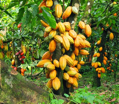 How to start a Cocoa Farm – My Agric World