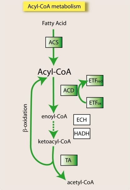 The acyl-CoA pathway.Schematic representation of the ac | Open-i