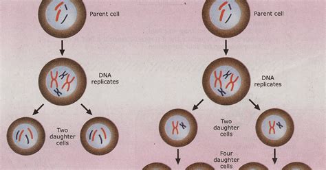 The Haploid Cells | BLOG MD.DIN AZAM ~ GC BIOLOGY