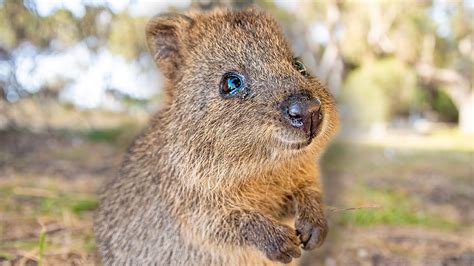 Baby Quokkas are the Cutest Animals in the World [PART 1] 😍 Best ...