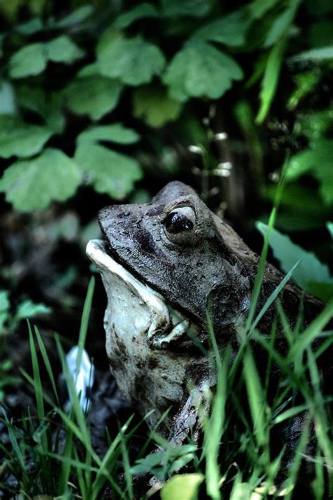 Free Frog in the Grass Stock Photo - FreeImages.com