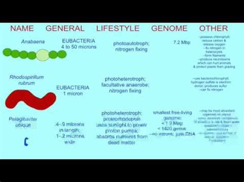 BACTERIAL VARIATIONS: PHOTOTROPHS AND LITHOTROPHS - YouTube