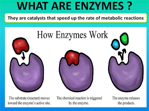 Grade 11: Chapter 4 - ENZYMES