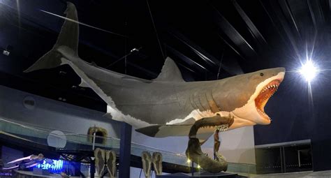 Megalodon sculpture at the Museum of Evolution in Puebla, Mexico : r ...