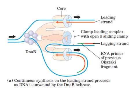 molecular biology - What is the structure of DNA polymerase III ...