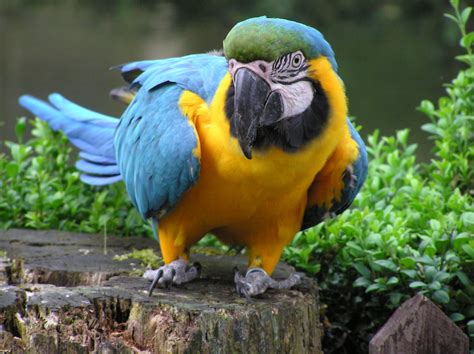 Blue and Yellow Macaw | Birdland Park & Gardens