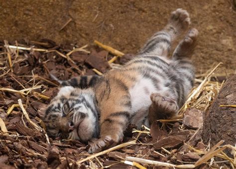 London Zoo Have Shared First Images Of Newborn Sumatran Tiger Cubs