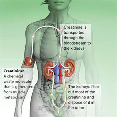 High Levels of Creatinine in your blood | HubPages