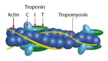 Troponin