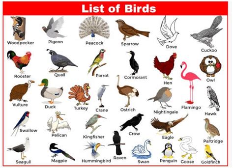 List Of Birds - Javatpoint