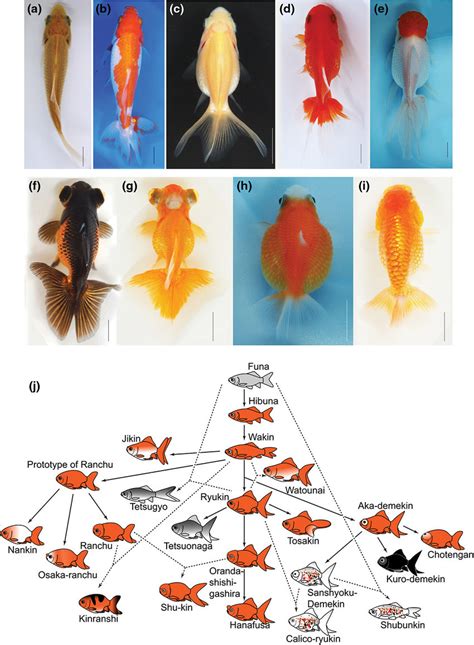 Goldfish Diagram