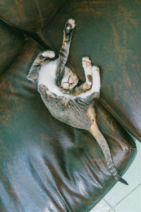 Tabby Cat Sleeping on Sofa · Free Stock Photo