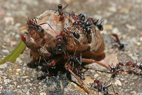 File:Ants eating cicada, jjron 22.11.2009.jpg - Wikipedia