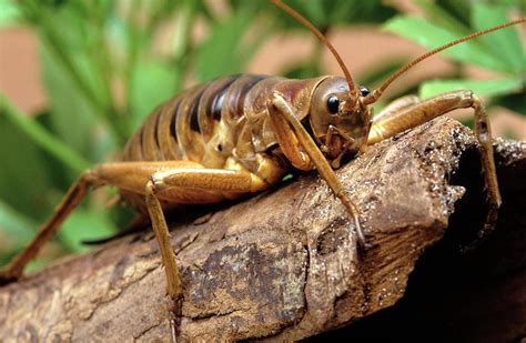 This is the giant wētā, one of the largest insects on earth. An example ...